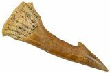 Fossil Sawfish (Onchopristis) Rostral Barb - Morocco #351708-1